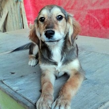 FEYA, Hund, Mischlingshund in Bulgarien - Bild 1