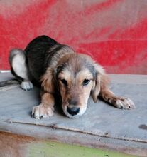FEYA, Hund, Mischlingshund in Bulgarien - Bild 2