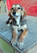 FEYA, Hund, Mischlingshund in Bulgarien - Bild 3