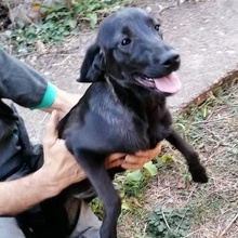 FINA, Hund, Mischlingshund in Bulgarien - Bild 1