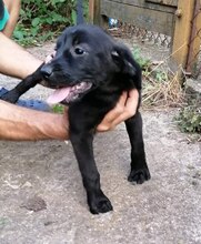 FINA, Hund, Mischlingshund in Bulgarien - Bild 2