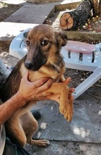 ALJA, Hund, Mischlingshund in Bulgarien - Bild 1