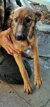 ALJA, Hund, Mischlingshund in Bulgarien - Bild 3