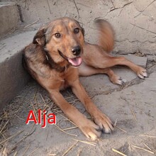 ALJA, Hund, Mischlingshund in Bulgarien - Bild 4