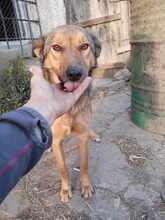 ALJA, Hund, Mischlingshund in Bulgarien - Bild 5