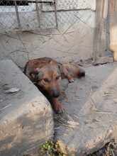 ALJA, Hund, Mischlingshund in Bulgarien - Bild 6