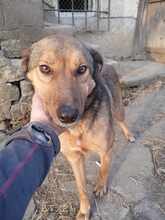 ALJA, Hund, Mischlingshund in Bulgarien - Bild 8