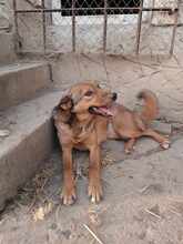 ALJA, Hund, Mischlingshund in Bulgarien - Bild 9