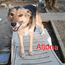 ALJONA, Hund, Mischlingshund in Bulgarien - Bild 1