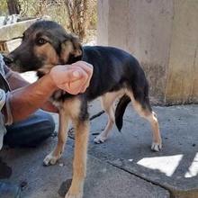 ALJONA, Hund, Mischlingshund in Bulgarien - Bild 2