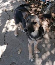 ALJONA, Hund, Mischlingshund in Bulgarien - Bild 3