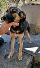 ALJONA, Hund, Mischlingshund in Bulgarien - Bild 4
