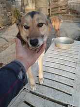 ALJONA, Hund, Mischlingshund in Bulgarien - Bild 5