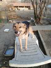 ALJONA, Hund, Mischlingshund in Bulgarien - Bild 6