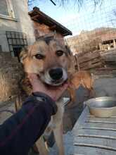 ALJONA, Hund, Mischlingshund in Bulgarien - Bild 7