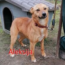 ALEKSIJA, Hund, Mischlingshund in Bulgarien - Bild 1