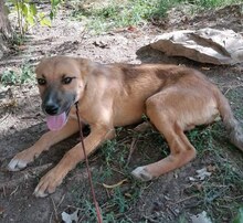 ALEKSIJA, Hund, Mischlingshund in Bulgarien - Bild 2