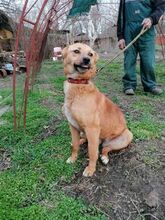 ALEKSIJA, Hund, Mischlingshund in Bulgarien - Bild 3