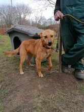 ALEKSIJA, Hund, Mischlingshund in Bulgarien - Bild 4