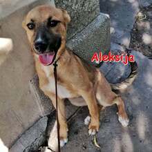 ALEKSIJA, Hund, Mischlingshund in Bulgarien - Bild 6