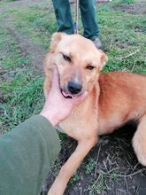 ALEKSIJA, Hund, Mischlingshund in Bulgarien - Bild 9