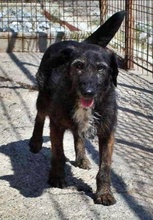 MAYA, Hund, Mischlingshund in Bulgarien - Bild 1
