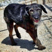 MAYA, Hund, Mischlingshund in Bulgarien - Bild 2