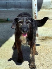 MAYA, Hund, Mischlingshund in Bulgarien - Bild 4