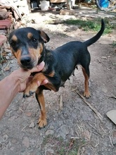 SHERI, Hund, Mischlingshund in Bulgarien - Bild 2