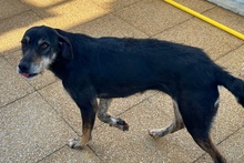 GAIETTA, Hund, Mischlingshund in Italien - Bild 2