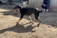 GAIETTA, Hund, Mischlingshund in Italien - Bild 4