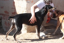 GAIETTA, Hund, Mischlingshund in Italien - Bild 6