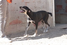 GAIETTA, Hund, Mischlingshund in Italien - Bild 8