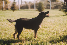 SHIKI, Hund, Mischlingshund in Kroatien - Bild 1