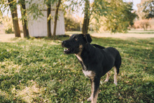 SHIKI, Hund, Mischlingshund in Kroatien - Bild 2