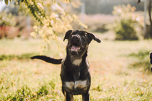 SHIKI, Hund, Mischlingshund in Kroatien - Bild 3