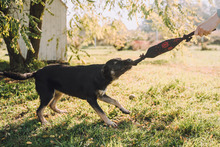 SHIKI, Hund, Mischlingshund in Kroatien - Bild 4