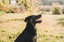 SHIKI, Hund, Mischlingshund in Kroatien - Bild 5