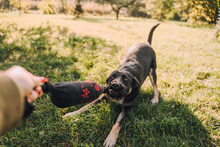 SHIKI, Hund, Mischlingshund in Kroatien - Bild 6
