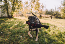 SHIKI, Hund, Mischlingshund in Kroatien - Bild 7