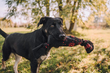 SHIKI, Hund, Mischlingshund in Kroatien - Bild 8