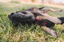 SHIKI, Hund, Mischlingshund in Kroatien - Bild 9