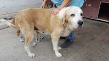 AKIRA, Hund, Mischlingshund in Spanien - Bild 1
