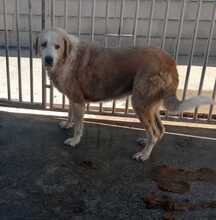 AKIRA, Hund, Mischlingshund in Spanien - Bild 3