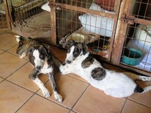 KIM, Hund, Mischlingshund in Spanien - Bild 2