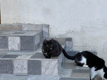 AMANDA, Katze, Hauskatze in Rehe - Bild 17
