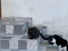 AMANDA, Katze, Hauskatze in Rehe - Bild 9