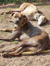 BEBO, Hund, Boxer-Galgo Español-Mix in Altlandsberg - Bild 14