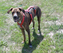 BEBO, Hund, Boxer-Galgo Español-Mix in Altlandsberg - Bild 20