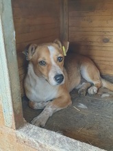 JURI, Hund, Mischlingshund in Rumänien - Bild 5